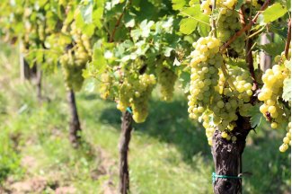 vino